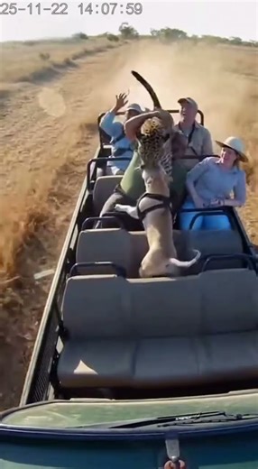 POV: Leopard Jumps Into Our Safari Car! Pitbull Protects Everyone 😱