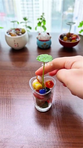 HydroponicPlants#Pennywort #Flowers and Green Plants Less