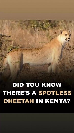 On the golden plains of southern Kenya, within the wild expanses of...