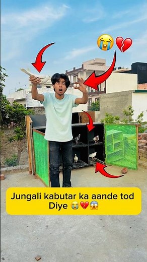 Jungali kabutar ka aande Tod diye 😭💔😱 #minivlog #viral #shorts