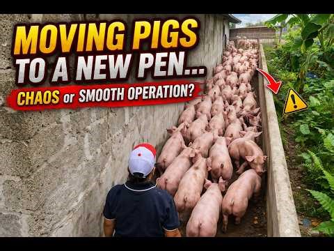 Moving Pigs to a New Pen – Farm Routine 🐷