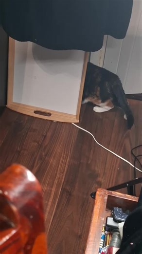 Understanding Cat Behavior: The Curious Case of Brain Cells