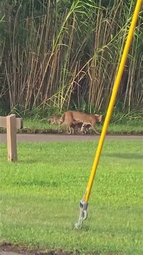 Bobcat Kittens #bobcats #texasstateparks