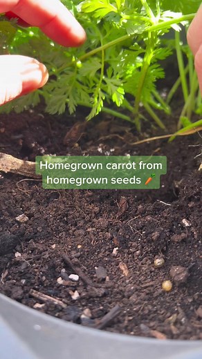 Homegrown Carrot Harvesting: A Beginner's Guide