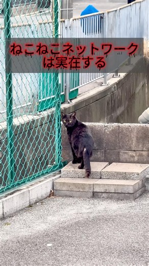 恐怖のねこねこネットワーク #秘密結社 #猫 #ねこねこネットワーク
