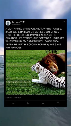 🦁💞 “Cameron & Zabu’s Unbreakable Bond #Heartwarming #WildFriendship