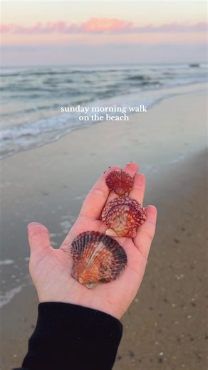 so peaceful & so many pretty shells #sandiego #shelling #socal #california #shells