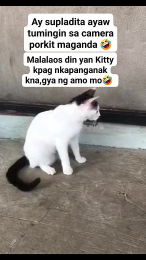 Kitty House on Reels