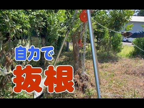 木の根っこを抜く方法【自力で抜根】