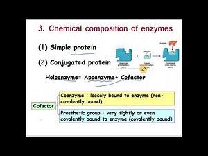 Enzymes: Full Lecture