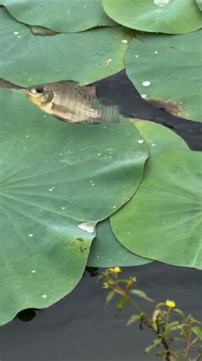 Fish Jumping Out Of Water # fishjumping #naturesurprise