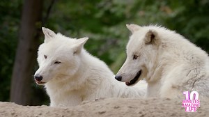 White Arctic Wolves in Calm Moments