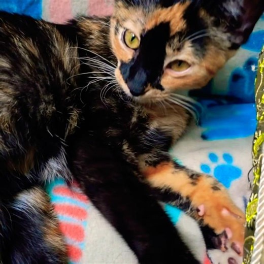 She Woke Up Like This… Adorable and Confused 😹