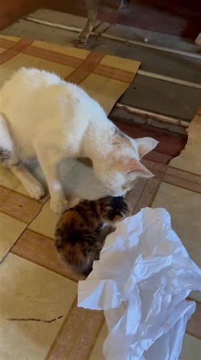 Lonely Kitten Gets Rescued From Ceiling After Mother's Death