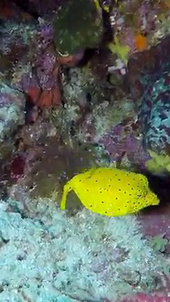 54K views · 447 reactions | A juvenile yellow boxfish keeping a close eye on me! The boxfish has an armored body and despite it not being aerodynamic, the fish has adapted its manner of swimming to compensate for the shape of its body. They use ostraciiform locomotion, which requires high-frequency oscillation of the caudal fin because the body cannot bend like other species of fish.j #SealifeSaturday  +  by Matthew David Kaplan | Science Channel | Facebook
