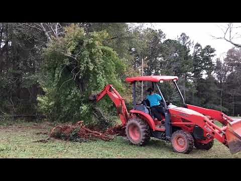 Knocking down trees with a Kubota L39 backhoe. | How to knock down trees with a backhoe.