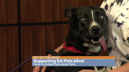 Pet of the Week