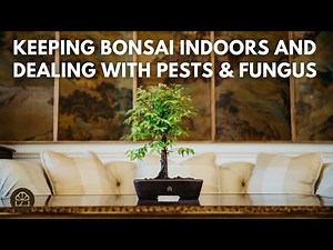Beginner Bonsai Series - Chapter 14: Common Bonsai Problems & Solutions