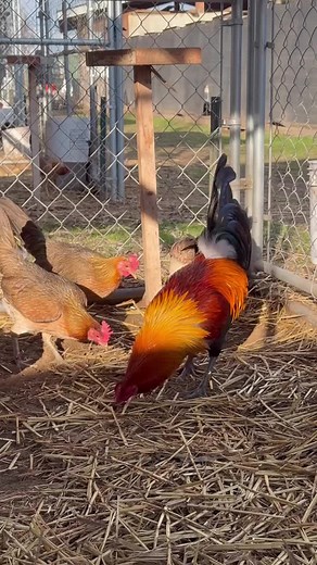 🍯🍋Pure leamon Hatch 🍋🍯. 🤤 #gamefowls #Gamefarm #gallos #johnniejumper