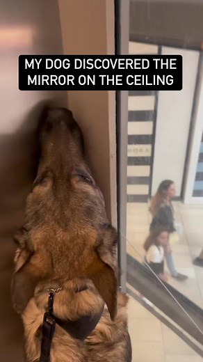 He was BAMBOOZLED ⛧ #cardiacalertdog #servicedog #workingdog #wlgsd #germanshepherd #dogtraining | Demon.Dog.Duo