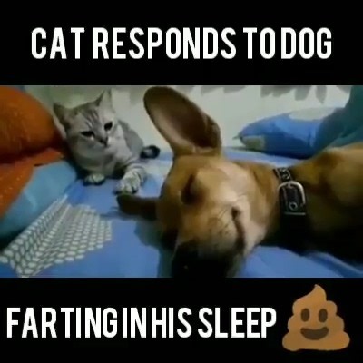24K views · 437 reactions | Cat Responds to Dog Farting in His Sleep | Cats are Metal | Facebook