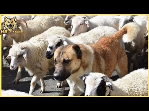 Alabai Dog | Shepherd Dog Of Central Asia
