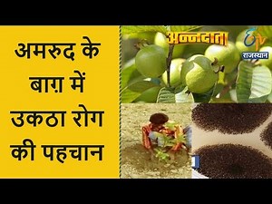 अमरुद के बाग़ में उकठा रोग की पहचान | Annadata | 22 Oct 2017 | ETV Rajasthan