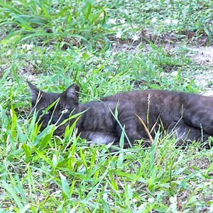 Feral Cats - Big Island Invasive Species Committee (BIISC)