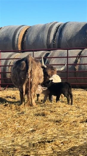 Welcome Our Twin Calves to the Ranch!