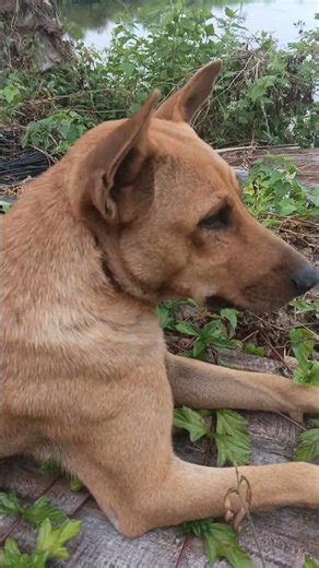 I heard you're secretly in love with your crush, haha ​​😂😂 #dog #pets #loveyou #funny