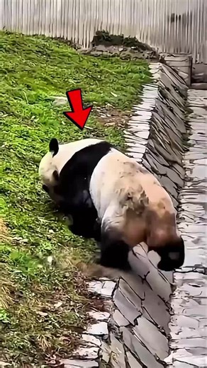 Abandoned Baby Panda Finds a New Family