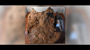 Researchers discover biggest turtle that ever lived had 10 foot shell, horns