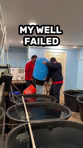 DIY Goldfish Tank Maintenance Tips for Beginners