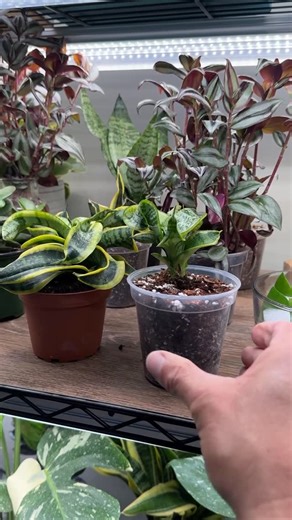 MonstroFarm on Instagram: "Comment ‘CLEAR’ and I’ll send you the link to my clear, sturdy pots. You’re almost there. If your snake plant looks fine at first… then slowly dies over time, you’re probably just one step away from fixing it. Most people blame watering, but the real issue is usually low light and roots that can’t breathe. Snake plants tolerate low light, they don’t thrive in it. Combine that with soil that stays wet too long or poor drainage, and a slow decline that you probably don’t