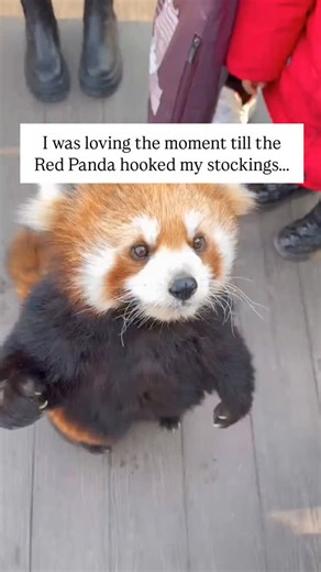 The video shooter was interacting and playing with the red panda when, at that moment, the red panda stood up and grabbed her leg, startling her, causing her to scream and scaring the red panda away. The red panda was initially fascinated by the number of strangers surrounding it and began to tentatively interact with people. When it climbed onto the girl's lap, she was initially happy to be able to touch the red panda's head, but immediately screamed in surprise when she realized that it had ho