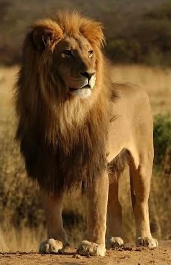 African Lion Sound Effects 🦁 🔊