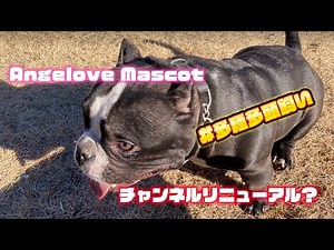 『エキゾチックブリー』チャンネルをリニューアルしました。『exotic bully』