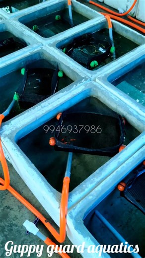 GUPPY GUARD AQUATICS on Instagram: "Follow: guppy_guard_aquatics . #reels #réel #reelsinstagram #reelitfeelit #trending #trendingreels #trend #trendy #viralreels #viral #viralvideos #virals #petstagram #kannur #malappuram #kerala #trivandrum #trivandrumdiaries #kollam"