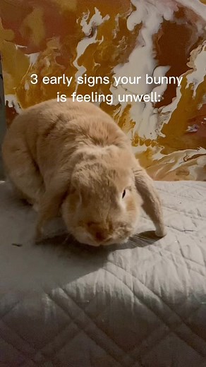 Recognizing Early Signs of Bunny Stasis and Gas Pain