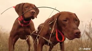 69K views · 216 reactions | High-response tracking and training system | Dogtra | Facebook