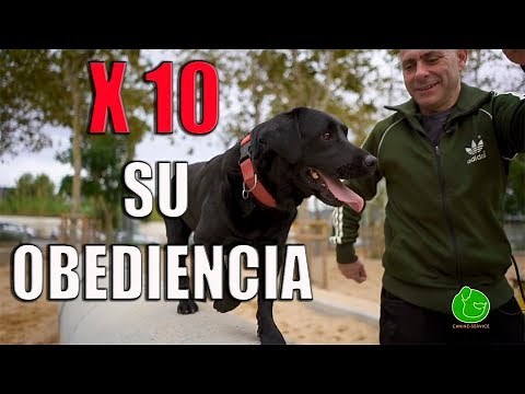 Cómo ADIESTRAR a tu PERRO para que te OBEDEZCA SIEMPRE (Técnica de Adiestramiento Canino)