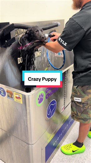 Crazy Puppy Luna 🐶🐾#belgianmalinoispuppy #germanshepherdpuppy #belgianmalinois #gsd #puppy