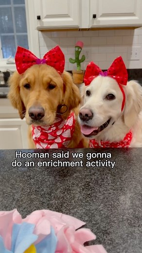 Enriching the dogs with Valentine snuffle mats. #doglover #dog #enrichment #doglife #dogmom #doggo #goldenretriever #goldenretrieverlife #funnydogs #cutedogs #pet #petlovers #DogChallenge | Maple Sweet Golden