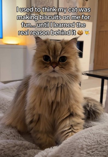 Why Cats Knead: The Sweet Meaning Behind Biscuit Making