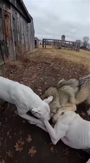 Two Guard Dogs Take Down a Wolf in Seconds! 😱🐺 #dogs #wolf #shorts