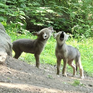 350K views · 20K reactions | Too rare to remain silent. With only 10 red wolves known to remain in the wild, these could be the last ones you hear. #saveredwolves | Wolf Conservation Center | Facebook
