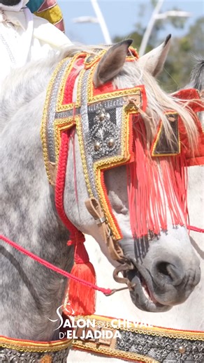 Tbourida, a tradition of strength, pride, and elegance that resonates with Morocco’s soul. 🐎✨ 📅 Join us at the 16th edition of the Salon du Cheval d’El Jadida, from September 30 to October 5, 2025, and experience this iconic Moroccan tradition up close. #AtTheRhythmsOfTheHorse #SalonduChevalElJadida | Salon du Cheval d'El Jadida
