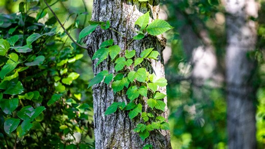 What Does Poison Ivy Really Look Like? How To Spot and Treat It Fast