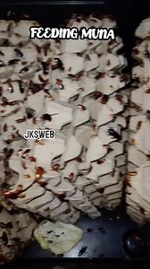 920K views · 1.5K reactions | FEEDING MUNA LIKE FOLLOW SHARE #everyone #spider #follower #comment #reaction | Jks Web | Facebook