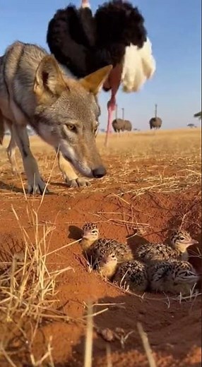 Ostrich Defends Nest With a Thunderous Kick